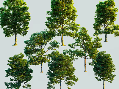 Different Types of Arbor Trees With Lush Green Foliage And Straight Tree Trunks For Landscaping 3d model