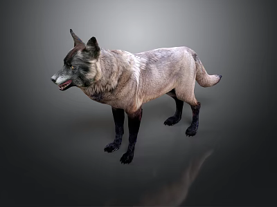 Wolf with gray and white fur and black legs in standing posture on dark background 3d model