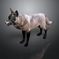 Wolf with gray and white fur and black legs in standing posture on dark background