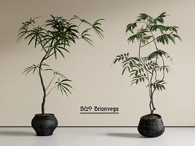 Zen Potted Plant Potted Plant Floor Potted Plant 3d model