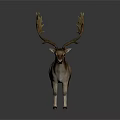 Deer With Large Antlers Gray And White Coat Standing On Dark Background With Reflection