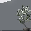 Elegant Olive Tree Bonsai Plant in Light Colored Pot for Indoor
