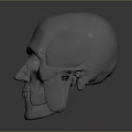 Detailed White Human Skull With Smooth Surface Isolated On Gray Background 3d model