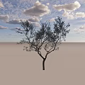 Arbor with Single Trunk Lush Foliage and Spreading Branches Against Light Blue Sky