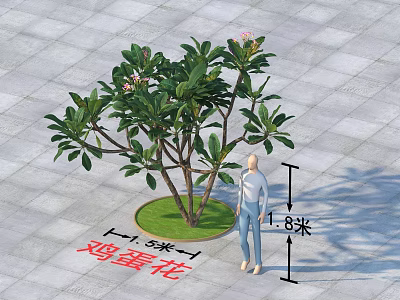 Plumeria Arbor Tree With Lush Green Leaves Pink Flowers 3.8m Tall On Circular Paved Lawn 3d model
