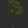 Lush Green Tree With Dense Foliage And Branchy Trunk On Dark Background