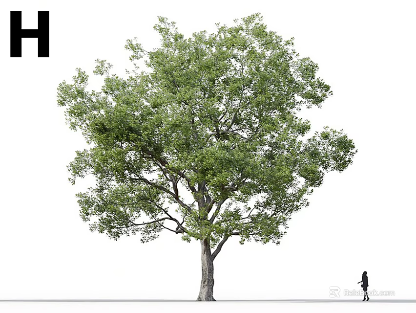 Tall Arbor With Lush Green Foliage Thick Trunk And Person Walking Nearby Ground 3d model 
