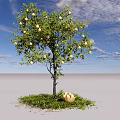 Fruit Tree With Fruits And Basket Of Fruits On Green Grass Under Blue Sky Clouds