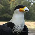 Black And White Raptor Bird With Yellow Beak Sharp Talons Standing On Grassy Ground