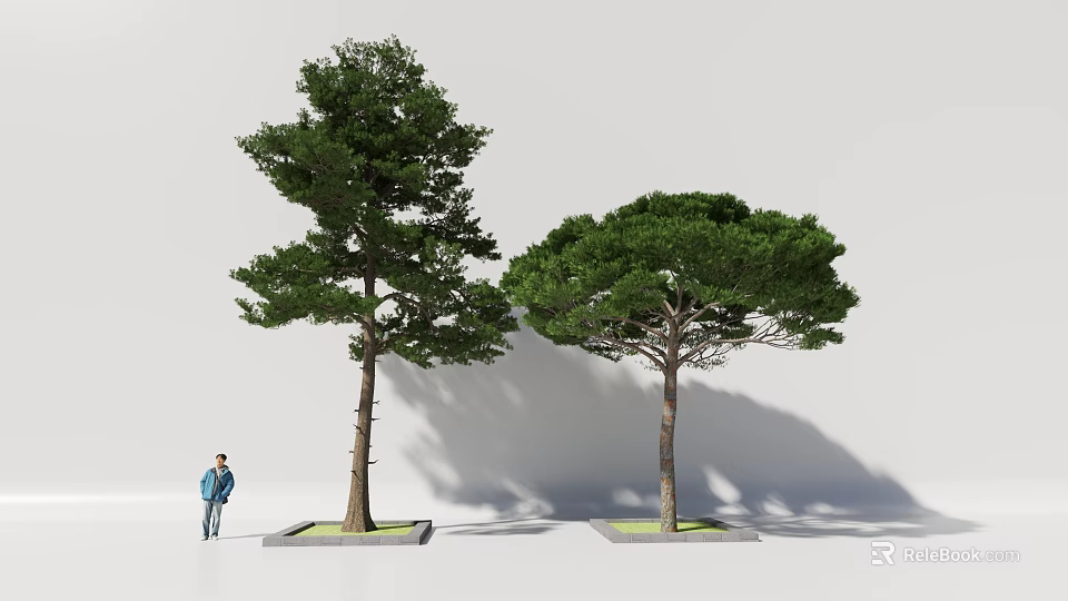 Two Evergreen Trees of Different Shapes Planted in Square Planters With Person Standing Nearby 3d model 