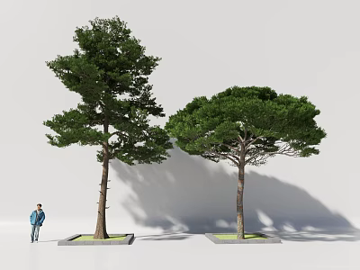 Two Evergreen Trees of Different Shapes Planted in Square Planters With Person Standing Nearby 3d model
