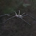 Brown Reptile Lizard With Long Legs Crawling On Green Grassland Terrain