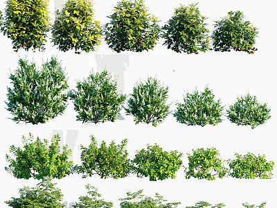 Various Green Leafy Shrubs in Different Sizes and Shapes for Outdoor Gardens 3d model