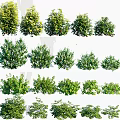Various Green Leafy Shrubs in Different Sizes and Shapes for Outdoor Gardens