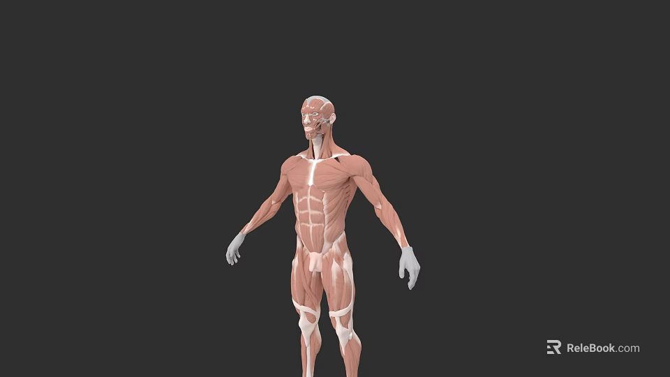 Human Muscular Tissue System 3D Anatomical Model With Detailed Muscle Structure 3d model 