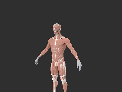 Human Muscular Tissue System 3D Anatomical Model With Detailed Muscle Structure 3d model