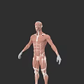 Human Muscular Tissue System 3D Anatomical Model With Detailed Muscle Structure
