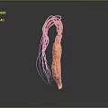 Fresh Orange Ginseng Like Food With Long Tendrils And Natural Shape On Dark Reflective Background