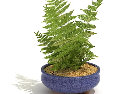 Lush Green Fern Bonsai Plant in Blue Ceramic Pot with Pebble Base 3d model