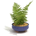 Lush Green Fern Bonsai Plant in Blue Ceramic Pot with Pebble Base