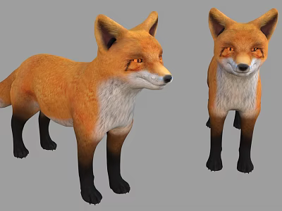 Two Cute Foxes 3D Models With Orange And White Fur Black Legs On Grey Background 3d model