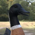 Black Headed Duck With Brown Chest And White Feathers Spreading Wings In Grassland