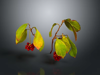 Plant Branches With Red Berries And Green Yellow Leaves On Gray Background 3d model