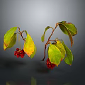 Plant Branches With Red Berries And Green Yellow Leaves On Gray Background