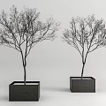 Leafless Arbor Trees In Square Black Planters With Minimalist Gray Background 3d model