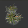 Decorative Ornamental Plant With Green And Red Sword Shaped Leaves And Thick Woody Stem