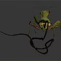 Green Praying Mantis With Long Legs And Curved Tail On Dark Background