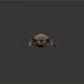 Flying Rhinoceros Beetle With Horned Head Shiny Dark Shell On Gray Background