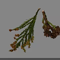 Green Leafy Plant Branches With Orange Yellow Flowers And Dark Brown Cones