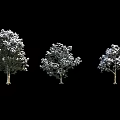 Three Arbor Trees With Lush Foliage And Clear Trunks On Black Background 3d model