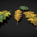Beautiful Vibrant Oak Leaves Displaying Green And Yellow Autumn Hues