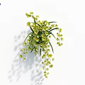 Elegant Yellow Hanging Flowers with Green Leaves for Home Decoration on White Background