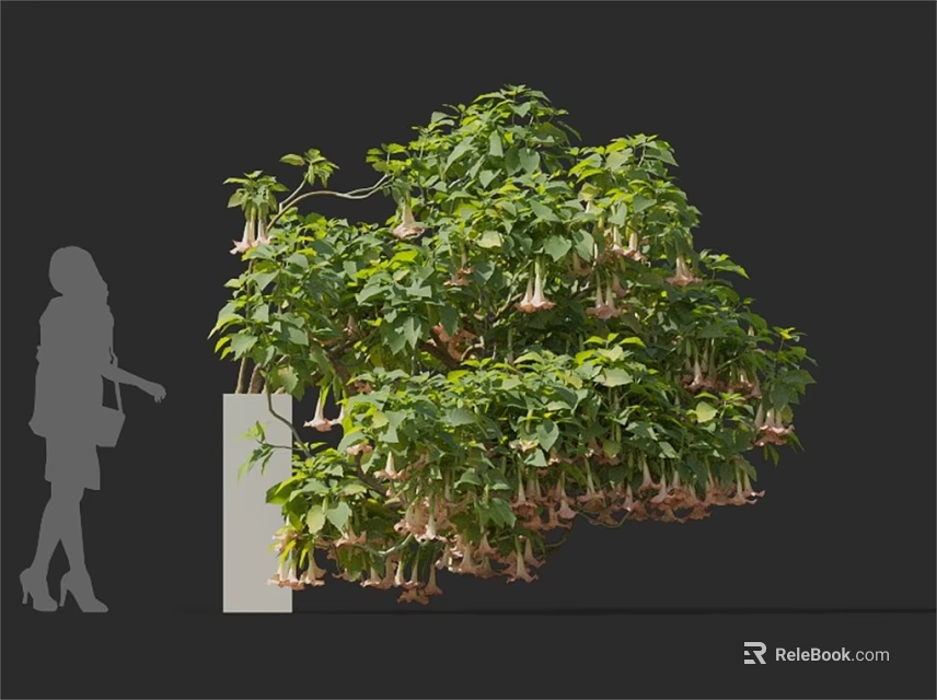 Lush Brugmansia Plant With Hanging Flowers And Green Foliage In Indoor 3d model 