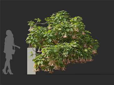 Lush Brugmansia Plant With Hanging Flowers And Green Foliage In Indoor 3d model