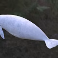 Gentle Gray Manatee Aquatic Animal With Rounded Body And Flippers In Marine Life