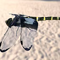 Black And Yellow Striped Dragonfly With Transparent Dark Edged Wings On Sandy Background