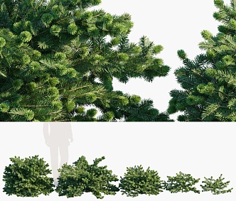 Modern balsam fir shrub hedgerow combination outdoor garden courtyard shrub low tree hedgerow plant combination tree balsam fir shrub hedgerow combination 3d model