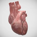 Realistic Human Heart Organ 3D Model Displaying Anatomical Details And Vascular Structure