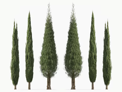 Tall Evergreen Arborvitae Trees With Green Foliage And Brown Trunks In Row 3d model