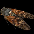 Close Up Of Cicada Flying Insect With Patterned Wings Dark Orange Body On Black Background