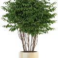 Lush Green Bonsai Potted Plants With White Pots And Decorative Foliage