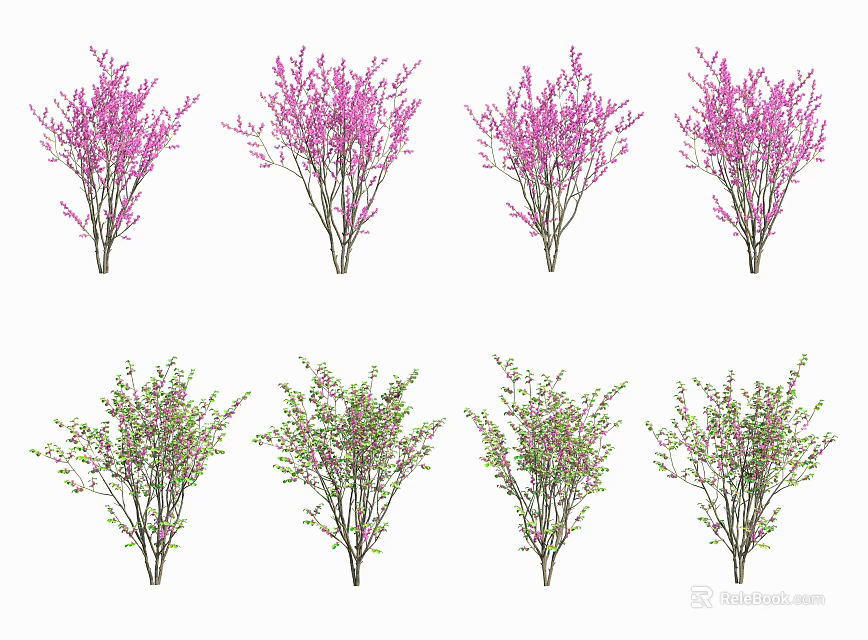 Multiple Varieties of Ornamental Trees with Purple Blossoms and Green Foliage 3d model 