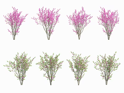 Multiple Varieties of Ornamental Trees with Purple Blossoms and Green Foliage 3d model