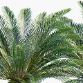 Tropical Palm Trees With Green Fronds And Various Sizes For Garden Landscaping