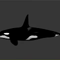 Black And White Orca With Dorsal Fin In Swimming Pose On Gray Background