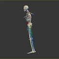 Medical Device Human Skeleton Model Showing Muscles And Internal Organs For Medical Education